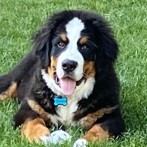 Meet your Posher, Dan